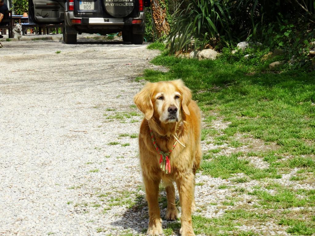 B&B Mas Torrencito Pet Friendly Parets de Ampurdá 外观 照片